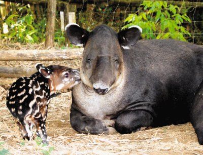 La danta de montaña, Tapirus pinchaque es la más pequeña de las cuatro especies de tapires.