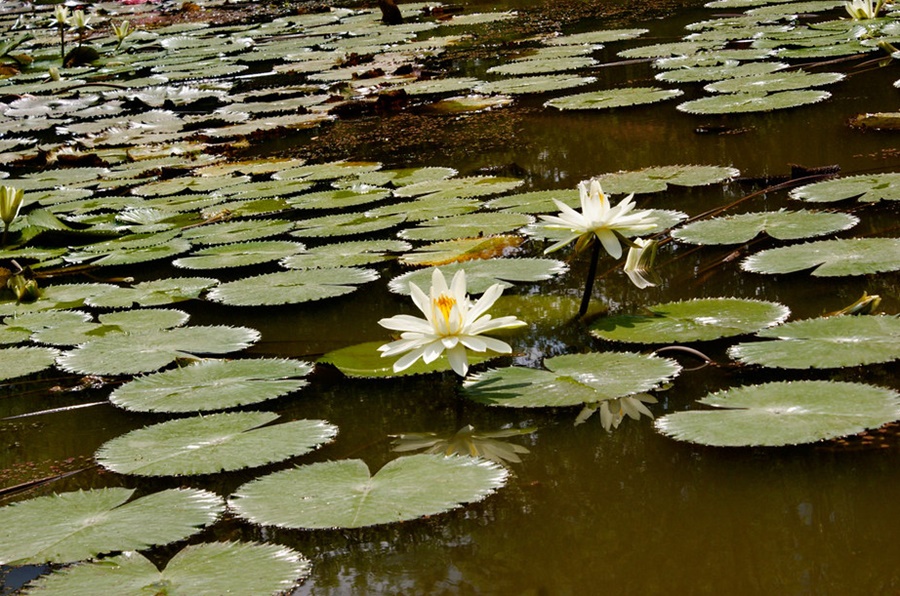 Jardín Botánico - Top 10 de los sitios turísticos de Cali, Colombia - Turismo Rural de Cali