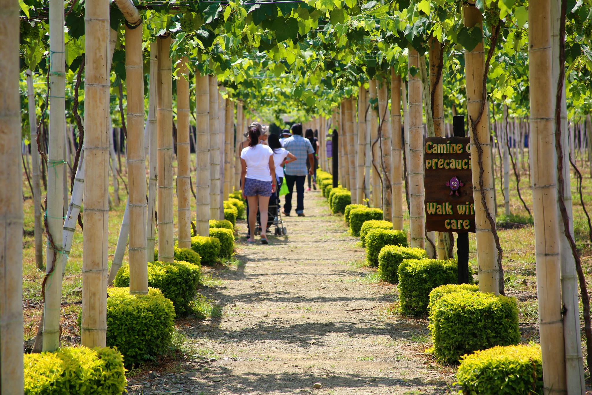 Ruta del Arte y el Vino (Unión Valle del Cauca - Colombia)