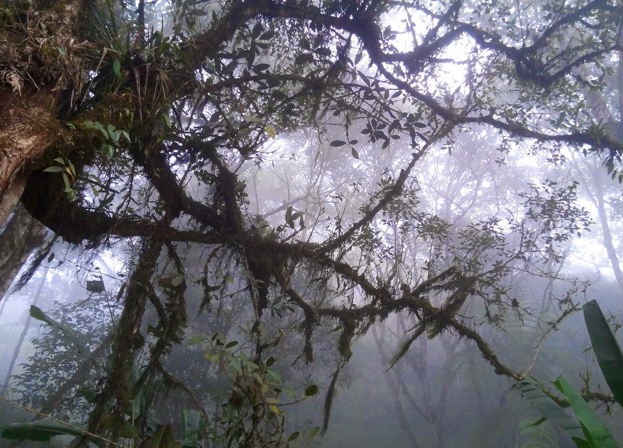 Bosque de la Niebla Kilometro 18 Cali, Valle del Cauca Colombia