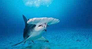 Bucea en la isla de Malpelo – la capital mundial del buceo con tiburones