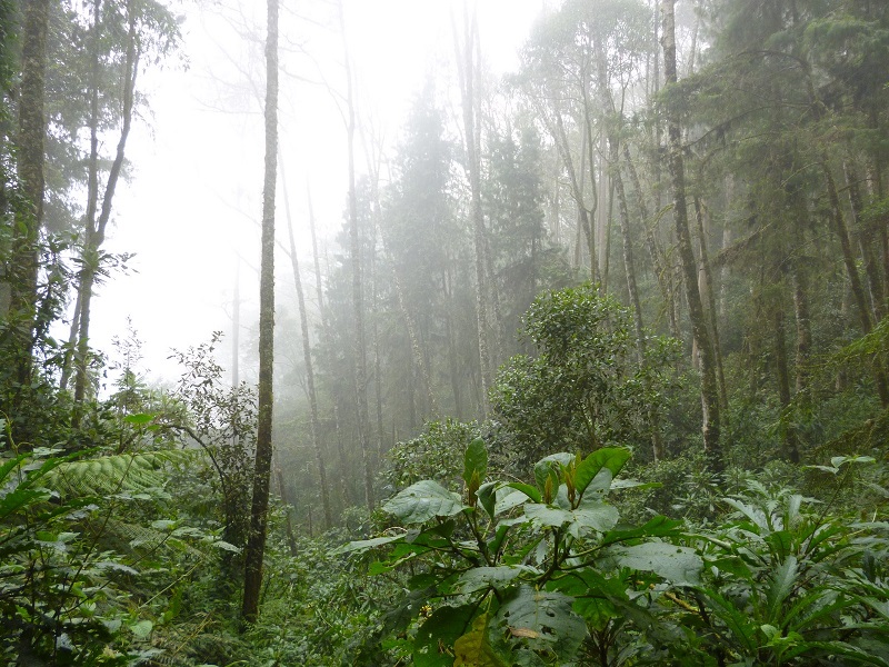 bosque de niebla de San Antonio - Top 10 de los sitios turísticos de Cali, Colombia - Turismo Rural de Cali